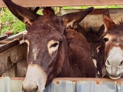 -元鼎宝驴香·全驴宴(江宁店)
