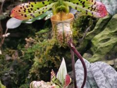 -国家植物园南园