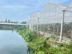 -马陆小张葡萄园农家乐