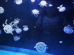 -泉城欧乐堡海洋极地世界