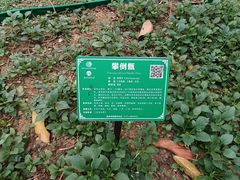 -广西壮族自治区药用植物园