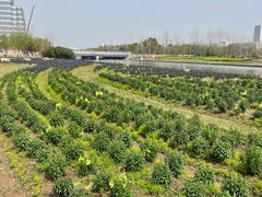 -春花秋色城市公园