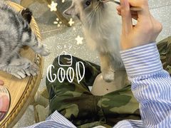 -共舞时光猫咖·狗咖(新街口店)