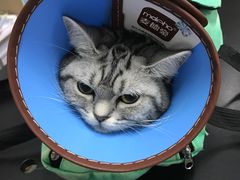 -成都民大动物医院