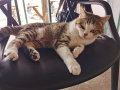 -喵屿·大理花园猫咖