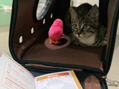 -米苏动物医院·犬猫专科·骨科外科内窥镜