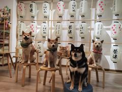 -柴迷FANS CLUB·柴犬狗咖·猫咖