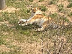 -西霞口神雕山野生动物世界