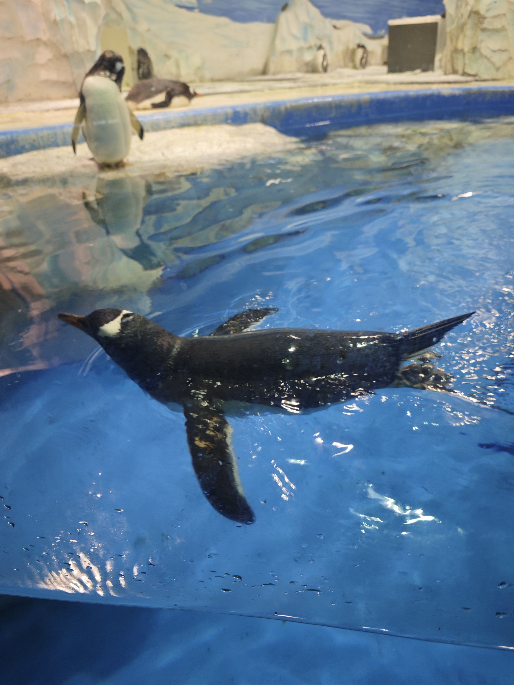 海底动物大集合啦