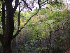 -上海佘山国家森林公园天马山园