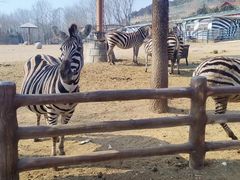 -大连森林动物园