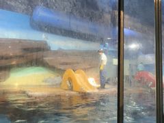 -海合安武汉极地海洋公园