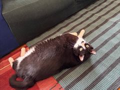 -宜家家居(四元桥商场店)