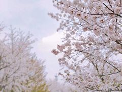 -顾村公园