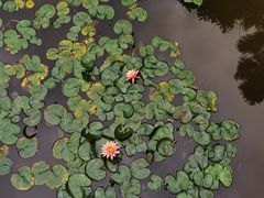 -深圳国际园林花卉博览园