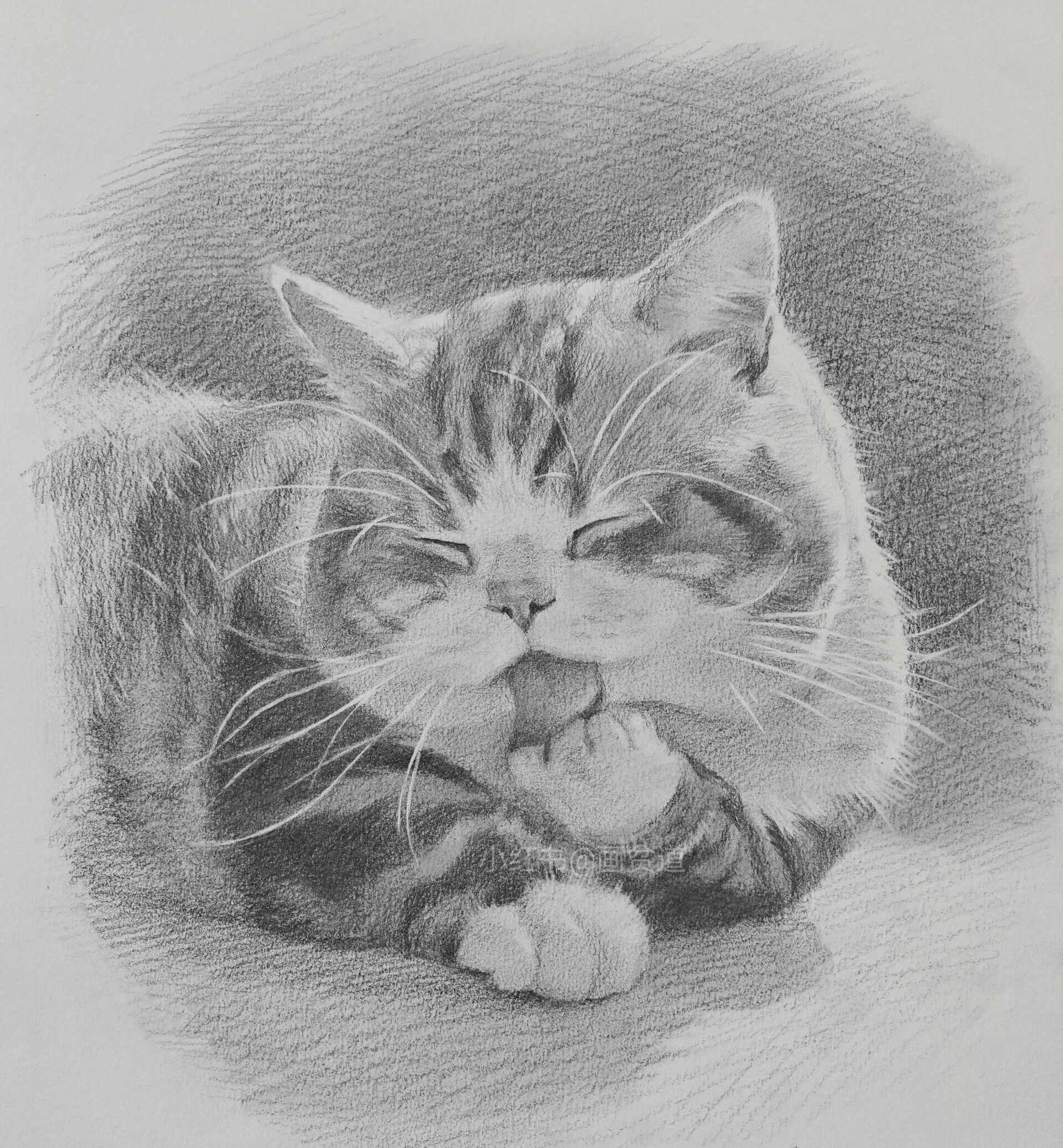 爱吃山竹的小肥猫~素描教程