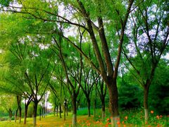 -永定河休闲森林公园