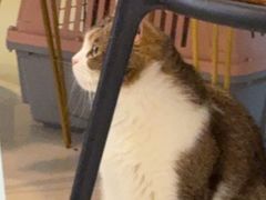 -平行世界·猫咖(首经贸店)