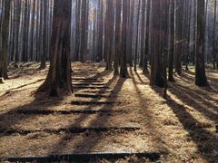 -武陵山森林公园