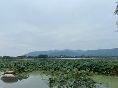 -长田漾湿地公园