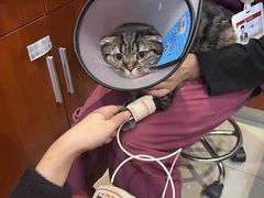 -艾贝尔宠物医院·24H转诊中心·肿瘤猫专科(江宁双龙店)