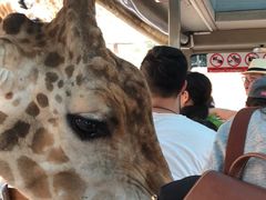 -清迈夜间动物园