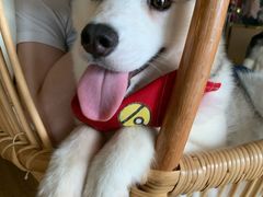 -Husky Go! 哈士奇体验馆·宠物咖啡厅狗咖