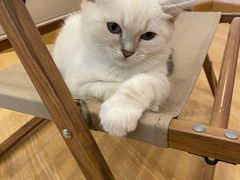 -猫咪派对(江南西店)