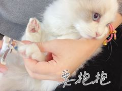 -lincat·猫舍(广州店)