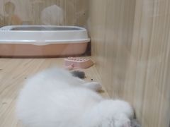 -屋虎猫馆(宝安大仟里店)