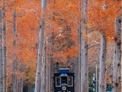 -黄海国家森林公园