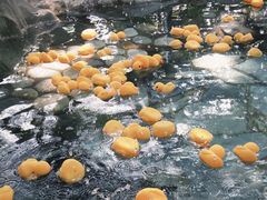 -湖泉半山温泉