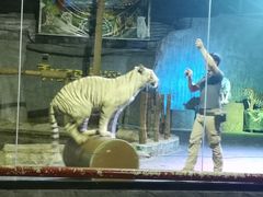 -清迈夜间动物园