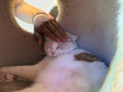 -藏猫猫咖啡主题馆(中央大道店)