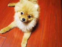 -艾贝尔宠物医院·狂犬免疫点(江山金象城店)