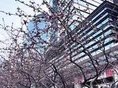-凯德MALL(望京店)