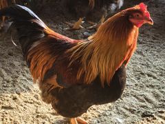 -大润发(鹤山店)