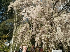 -西安青龙寺遗址景区