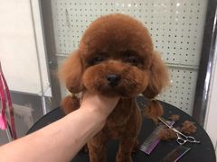 -顺强宠物诊所·狂犬免疫·夜诊·骨科(嘉定店)