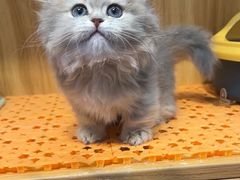 -欣宠猫屋·矮脚拿破仑·蓝金金渐层