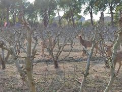 -不觉晓CAMPING(上海迪士尼营地店)