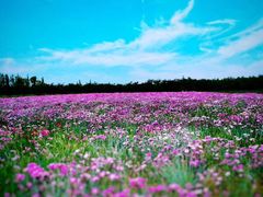 -南通洲际绿博园