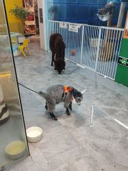 -神奇动物撸宠馆·羊驼·小浣熊·异宠(豫园店)