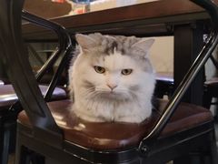 -Mr.Fox狐狸先生超级密室(南山店)