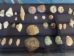 -上海海洋大学鱼文化博物馆(军工路校区)