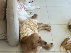 -怪兽屋·羊驼·猫咖·狗咖(俊华广场店)