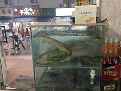 -煲来饱去冷水鱼