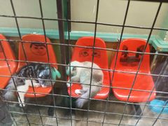 -猫咪博物馆(顶澳仔猫街店)