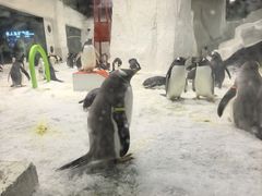 -大连圣亚海洋世界