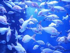 -成都浩海立方海洋公园